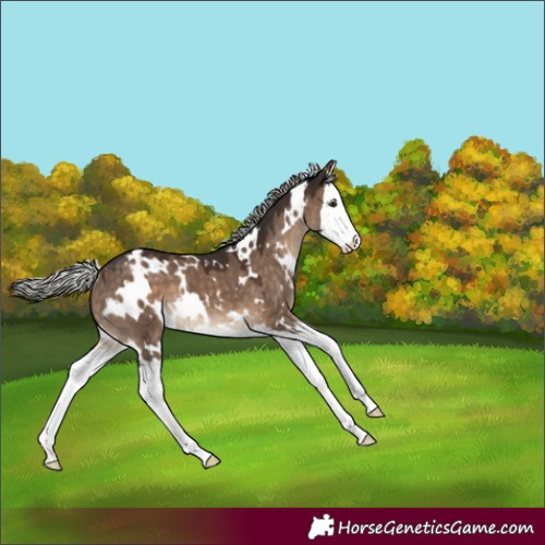 Horse Color:White Spotted Silver Brown Dun Splash 