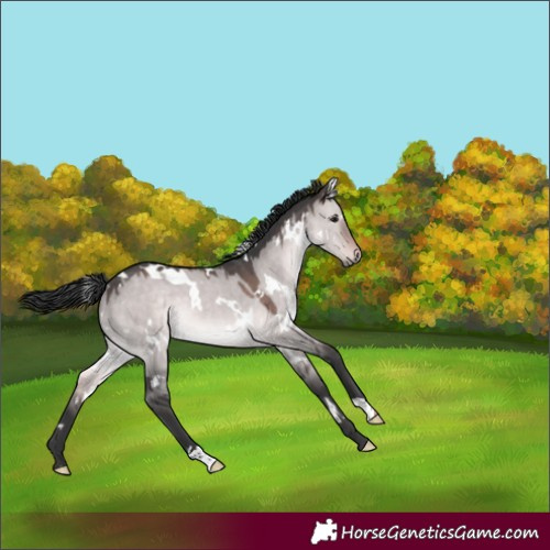 Horse Color:Platinum White Spotted Brown Dun 