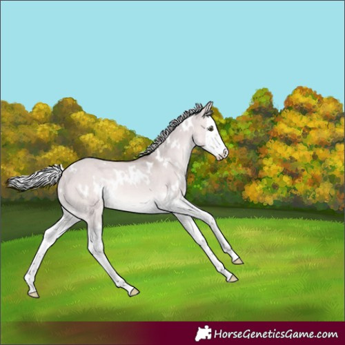Horse Color:Platinum White Spotted Silver Bay Dun Splash Rabicano 