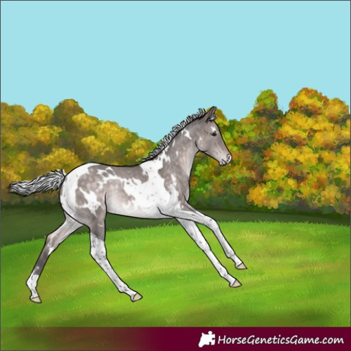 Horse Color:Platinum White Spotted Silver Brown Dun Tobiano Rabicano 