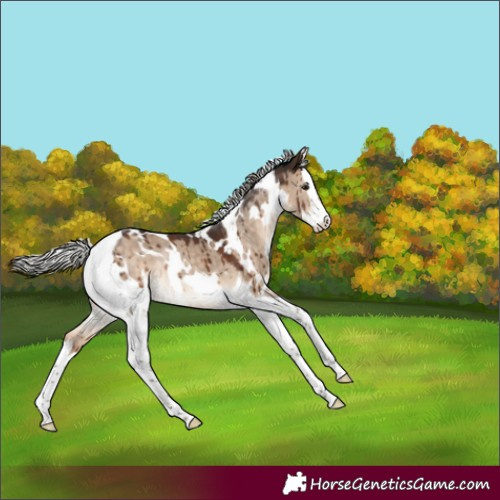 Horse Color:White Spotted Silver Brown Dun Splash Tobiano Rabicano Brindle