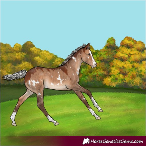 Horse Color:White Spotted Silver Bay Dun Splash Rabicano