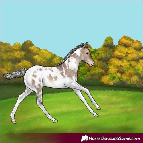 Horse Color:White Spotted Silver Brown Dun Tobiano Blanket Rabicano 