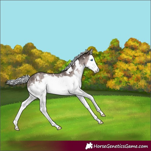 Horse Color:Platinum White Spotted Silver Brown Dun Splash Appaloosa Rabicano Brindle 