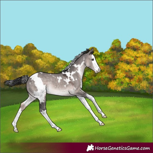 Horse Color:Platinum White Spotted Brown Dun Splash Rabicano