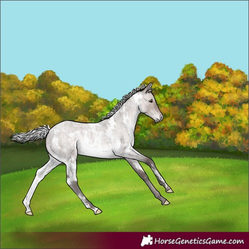 Horse Color:Platinum White Spotted Silver Brown Roan Dun Rabicano 