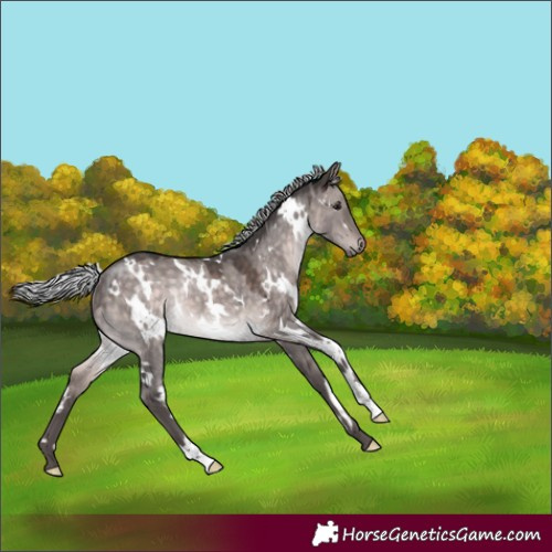 Horse Color:Platinum White Spotted Silver Brown Dun Rabicano 