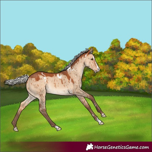 Horse Color:White Spotted Silver Bay Dun Splash Rabicano Brindle