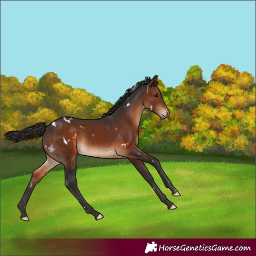 Horse Color:White Spotted Brown 