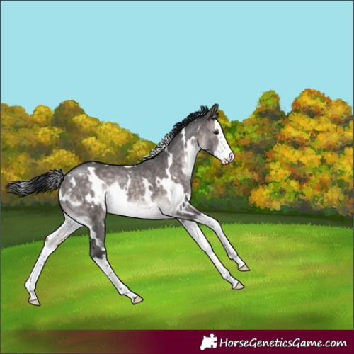 Horse Color:Platinum White Spotted Brown Dun Splash Rabicano