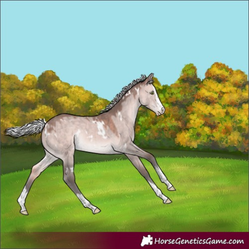 Horse Color:Platinum White Spotted Silver Brown Dun Splash Rabicano