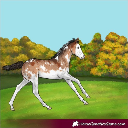 Horse Color:White Spotted Bay Dun Splash Rabicano Brindle 