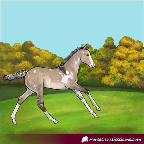 Horse Color:White Spotted Silver Brown Dun Splash Rabicano