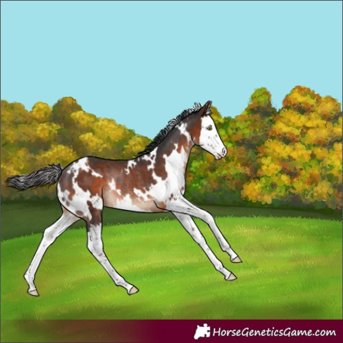 Horse Color:White Spotted Brown Splash Rabicano 
