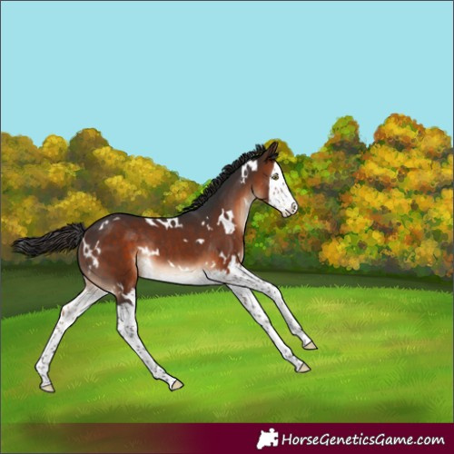 Horse Color:White Spotted Brown Splash Rabicano