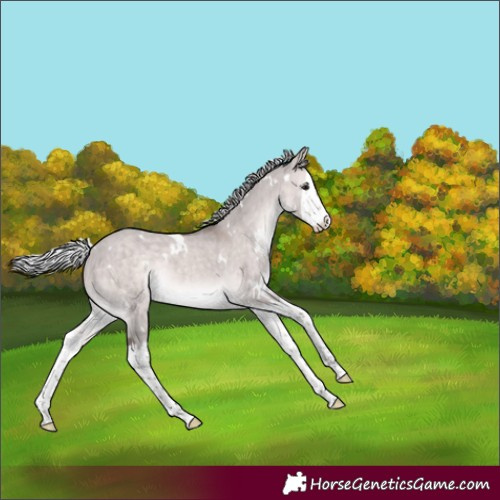 Horse Color:Platinum White Spotted Silver Brown Dun Splash 