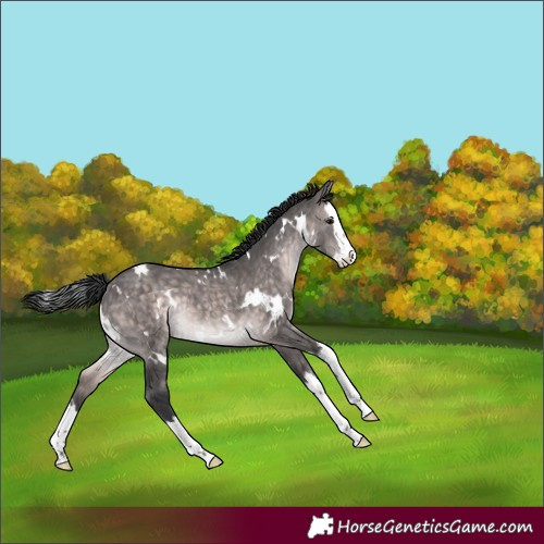Horse Color:Platinum White Spotted Brown Dun Splash