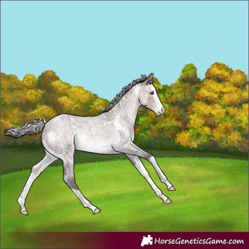 Horse Color:Platinum White Spotted Silver Brown Roan Dun Splash Rabicano Brindle
