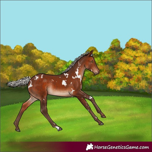 Horse Color:White Spotted Silver Bay Rabicano