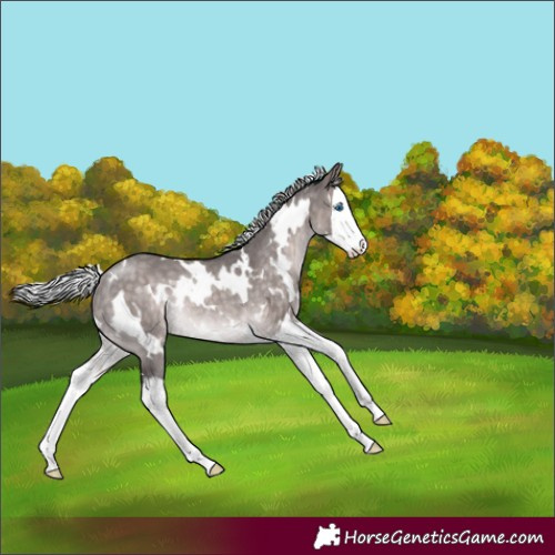 Horse Color:Platinum White Spotted Silver Brown Dun Splash Rabicano 