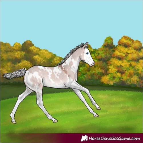 Horse Color:Platinum White Spotted Silver Bay Dun Splash 