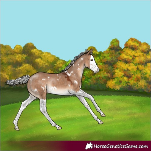 Horse Color:White Spotted Silver Bay Dun Splash Rabicano 