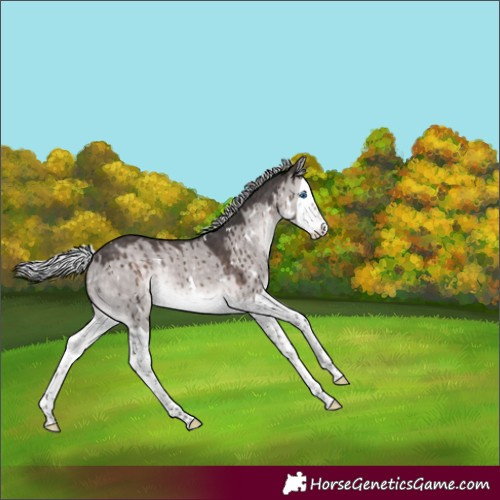 Horse Color:Platinum White Spotted Silver Brown Dun Splash Rabicano Brindle