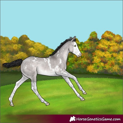 Horse Color:Platinum White Spotted Brown Dun Splash Rabicano