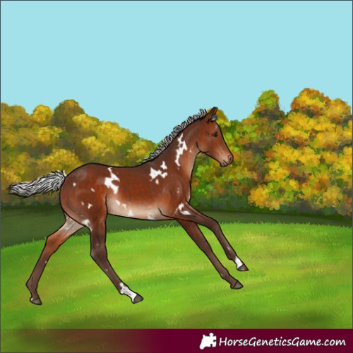Horse Color:White Spotted Silver Bay Rabicano 