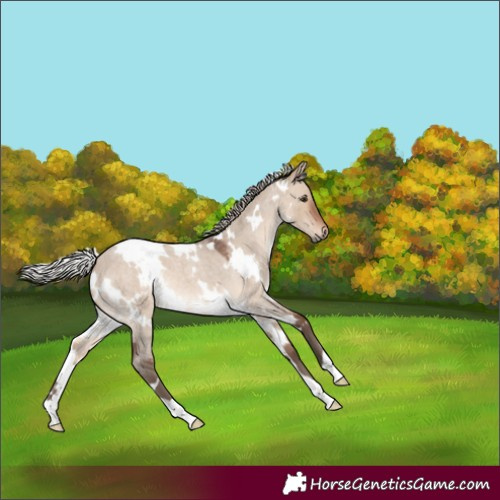 Horse Color:White Spotted Silver Brown Roan Dun 