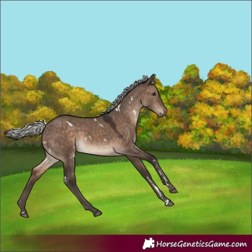 Horse Color:White Spotted Silver Brown Dun 