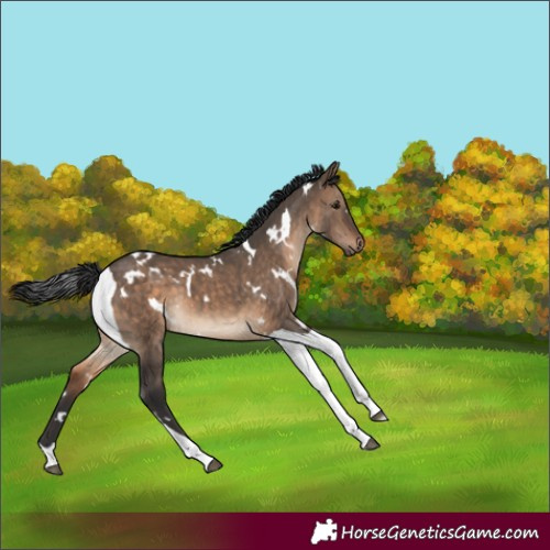 Horse Color:White Spotted Brown Dun Tobiano 