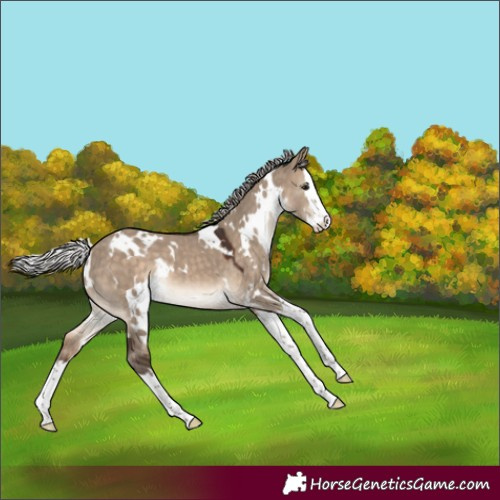 Horse Color:White Spotted Silver Brown Dun Splash 