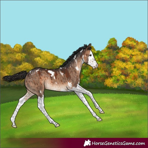 Horse Color:White Spotted Brown Dun Splash Rabicano Brindle 