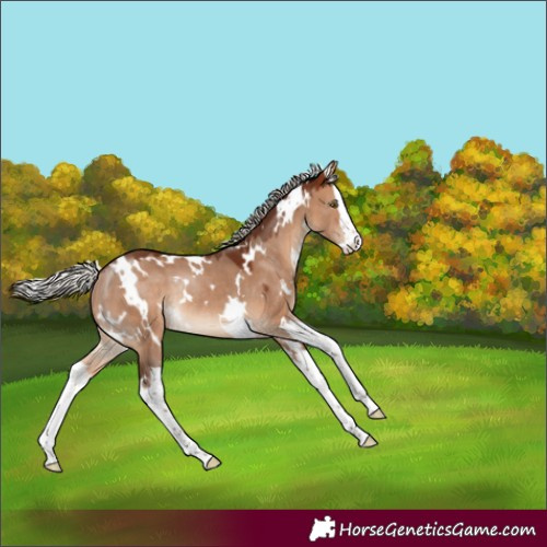 Horse Color:White Spotted Silver Bay Dun Splash Rabicano