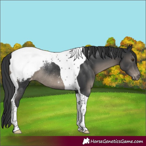 Horse Color:Black Tobiano Appaloosa Rabicano 