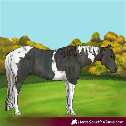 Horse Color:Midnight Buckskin Ice Tobiano 
