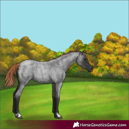 Horse Color:Liver Red Roan 