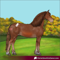 Horse Color:Chestnut Varnish 
