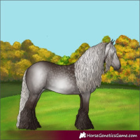 Horse Color:Gray Silver Black