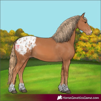 Horse Color:Chestnut Blanket 