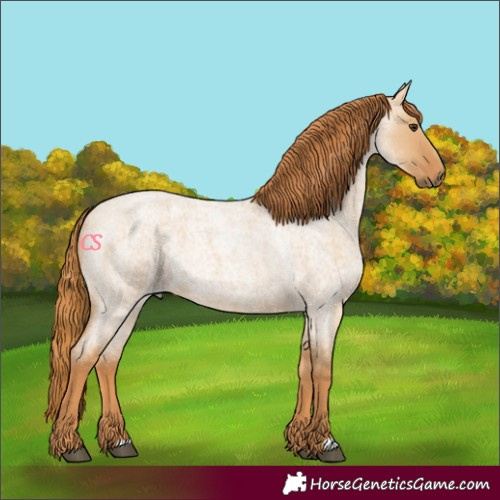 Horse Color:Red Dun Roan 