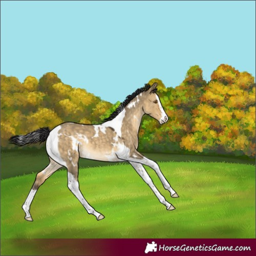 Horse Color:White Spotted Buckskin Dun Splash Tobiano Rabicano