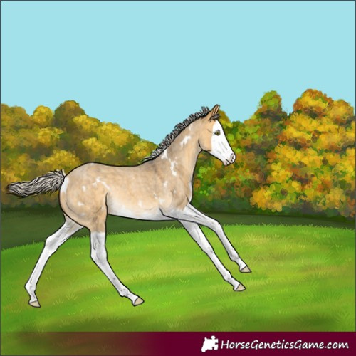 Horse Color:White Spotted Silver Buckskin Roan Dun Splash Rabicano 