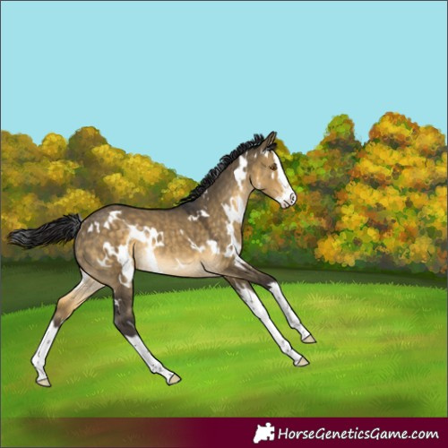 Horse Color:White Spotted Buckskin Dun Splash Rabicano
