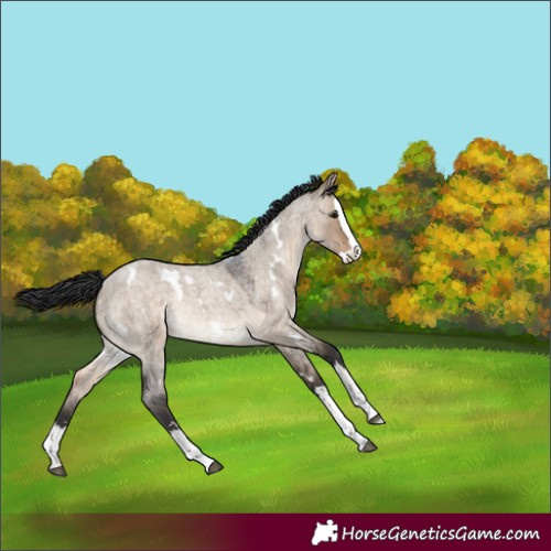 Horse Color:White Spotted Brown Roan Dun Splash Rabicano