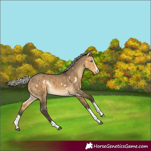 Horse Color:White Spotted Silver Buckskin Dun Splash Rabicano
