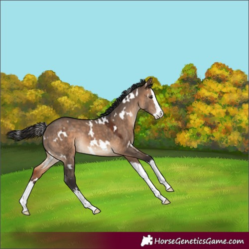 Horse Color:White Spotted Brown Dun Splash Rabicano 