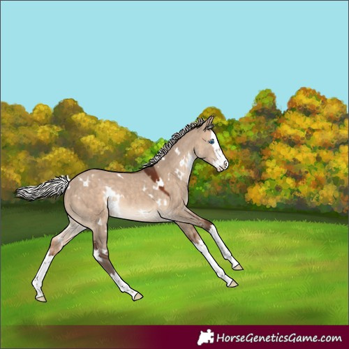 Horse Color:White Spotted Silver Brown Dun Splash Rabicano 