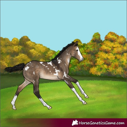 Horse Color:Gray White Spotted Brown Dun Splash Rabicano 